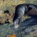 lion_sea_galapagos_cou_v_0264_ecu1373.jpg